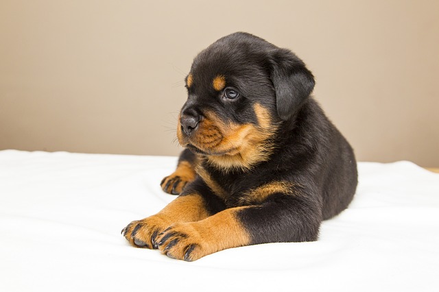 Rottweiler