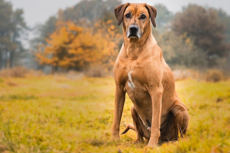 Rhodesian Ridgebacks